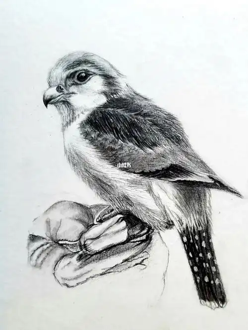 学画素描～可爱的小鸟(五)