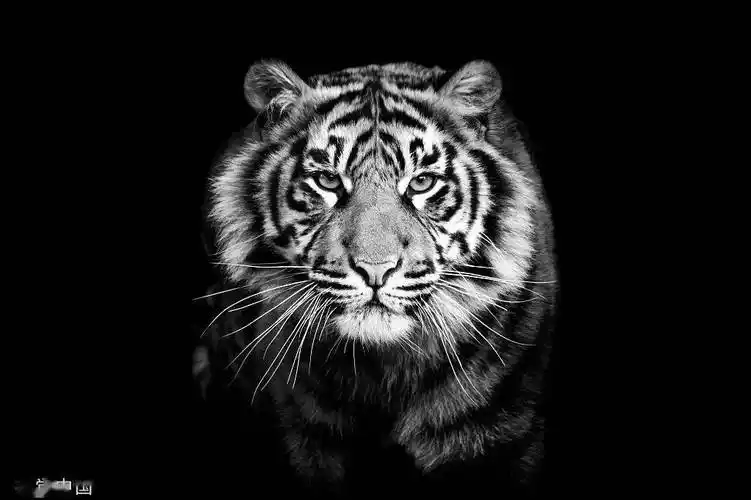 没有谁比他更懂「隔离」的痛苦_老虎_孔雀_网络