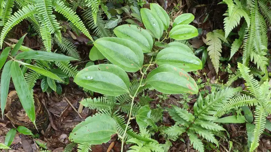深山"铁菱角"是种珍贵中药材,厉害了!大家是否了解它的用途呢