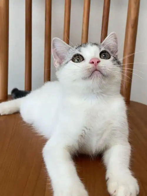 美短加白高白妹妹找新家