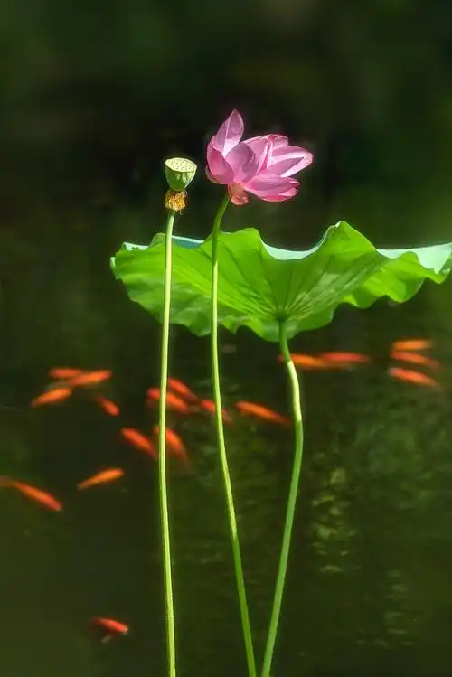 我的最美常州鱼戏荷叶间