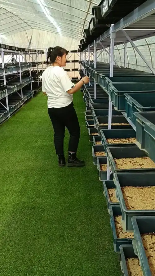 全民正能量#蛋白虫养殖三到五天喂一次!麸皮菜叶都可以75天卖一批!