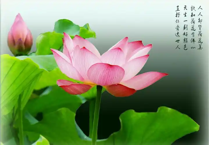 一莲一荷一佛心