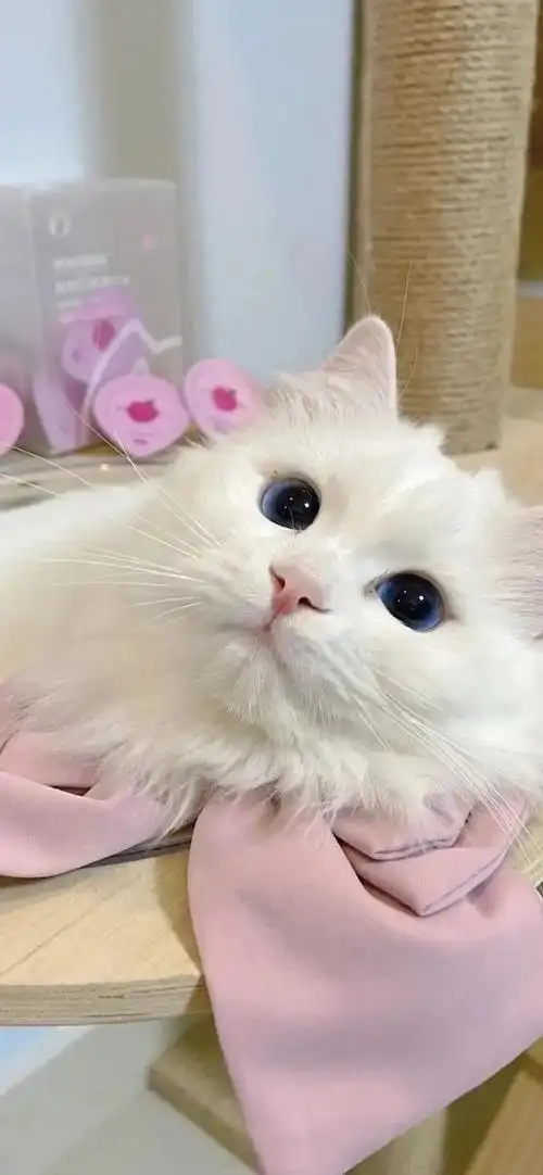 壁纸##猫咪##龙年造梗大赛