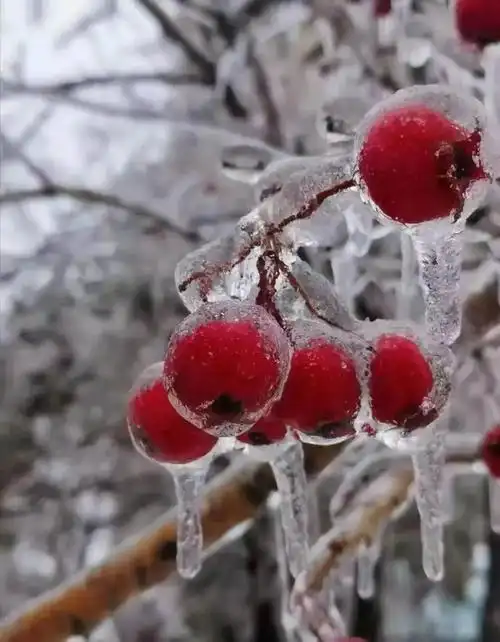 小雪时节雪花飞