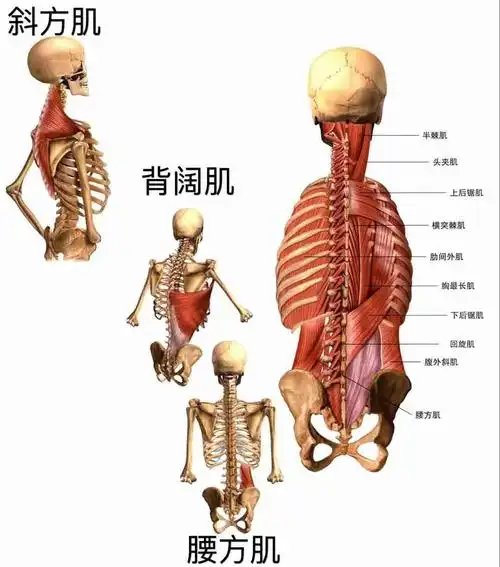 斜方肌:起始于枕骨和颈椎及全部胸椎棘突处,止于肩峰和肩胛骨中.