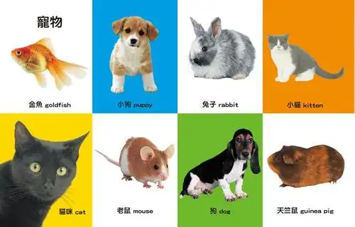 first100有趣动物