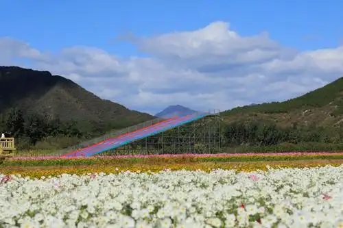秋游怀柔圣泉山千亩花海