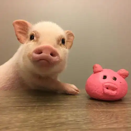 猪头像萌宠
