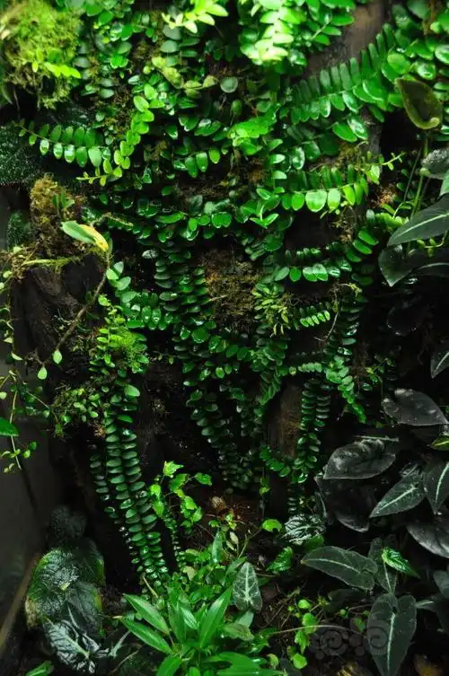 【雨林】雨林爬藤的美