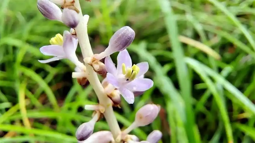 小花也可爱山麦冬欣赏