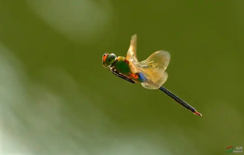 飞舞的蜻蜓
