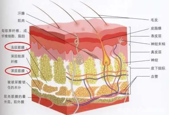 浅层筋膜:位于皮肤层,功能包括储存脂肪和水分,提供神经血管通路