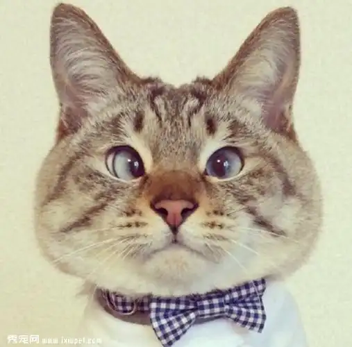 大眼喵星人图片_可爱猫咪图片大全