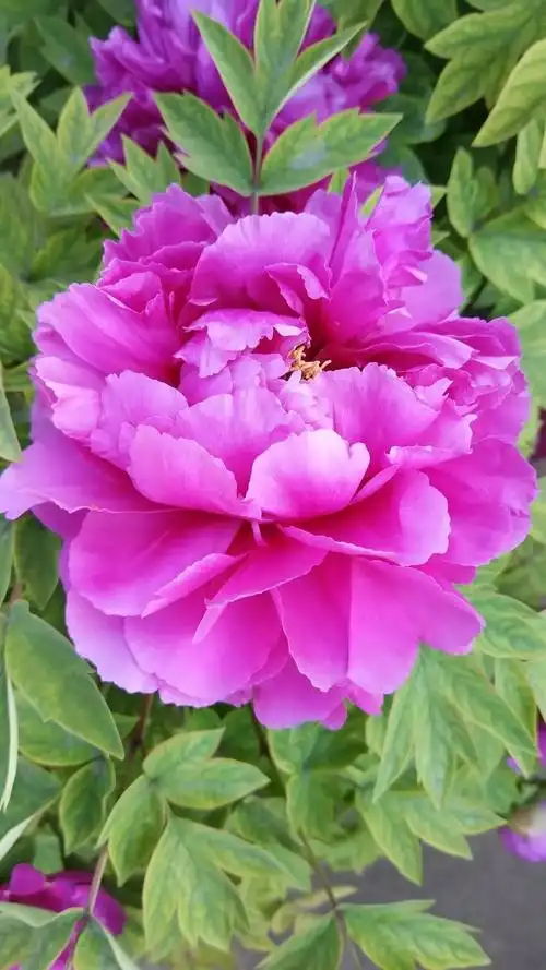 洛阳牡丹花儿开了,精选最美25幅「牡丹花儿」五颜六色的太美了