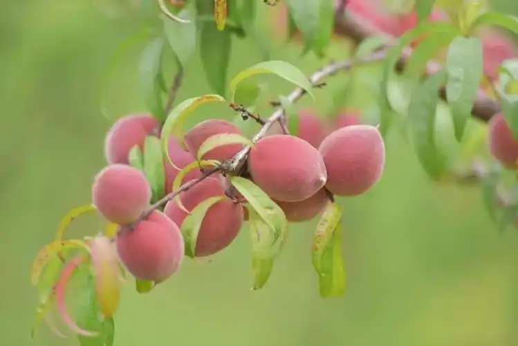 电商助推早桃畅销省内外!义龙新区七百亩"春晓"桃上市