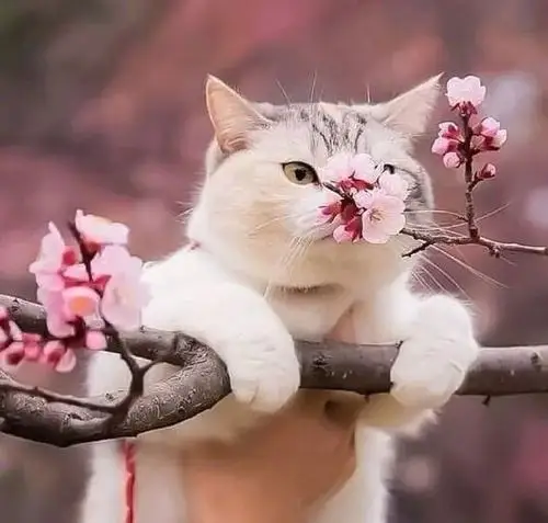 猫咪总爱与其亲近,时而会轻嗅花香,时而会与枝叶戏耍,简直可爱到极点!