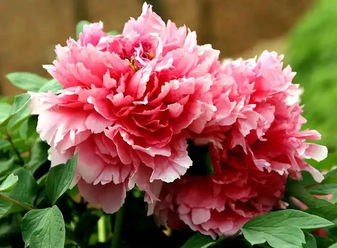 红衣浅复深的牡丹