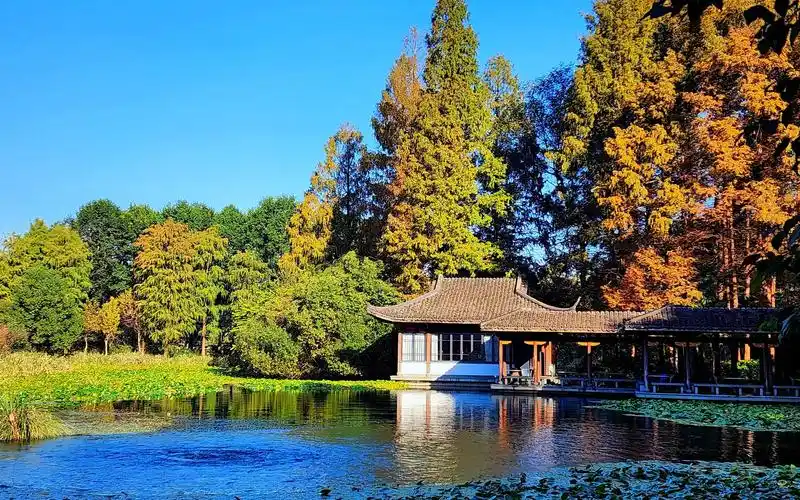 西湖美景随手拍(44)深秋季节的浴鸪湾