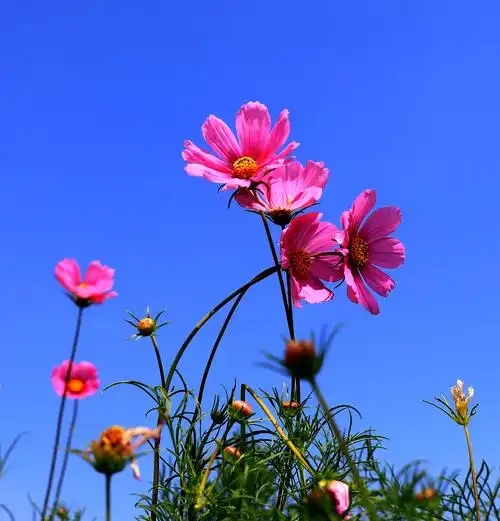 蓝天下的格桑花