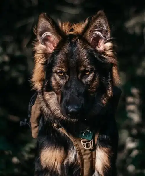 帅狗有哪些(十大帅狗排名榜) - 生活知识 - 心理圈圈网