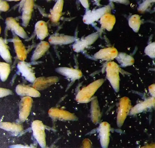 p>卤虫(brine shrimp)也称盐水 a>丰年虫 /a>.