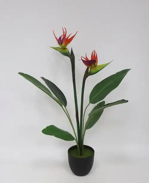 天堂鸟怎么养,天堂鸟的养殖方法和注意事项