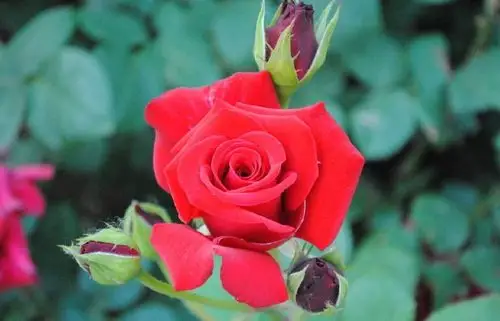 最新12生肖女士旺夫的幸运花,男士一定要看看家里种了没有?