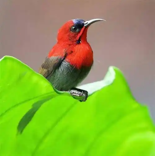春天漂亮鸟儿,飞来了!