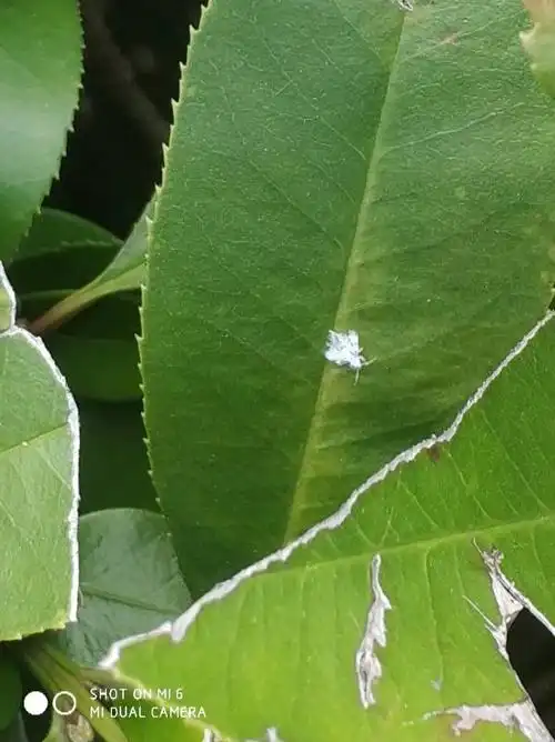 你好,这种白色小虫子是啥