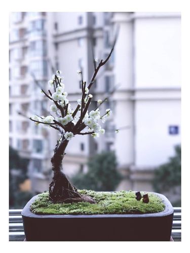 盆景梅花实拍朱砂梅绿乌梅造型树桩盆栽白梅花花卉