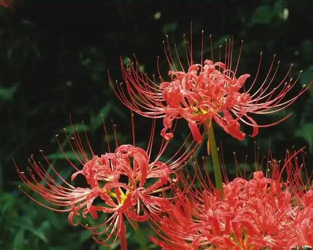 彼岸花是一种独特的花卉,其美丽的花朵形状和神秘的传说使它备受喜爱.