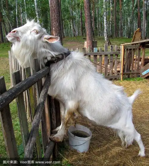 可爱的老山羊.