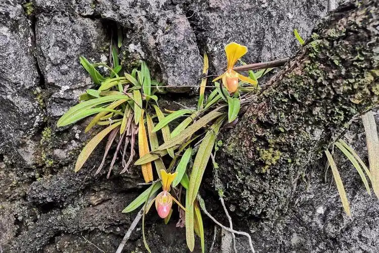 海伦兜兰寻觅记