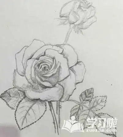 素描花的动漫简笔画大图