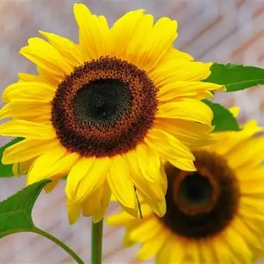 清新花朵微信头像图片 有意境能带来好运的-唯美头像