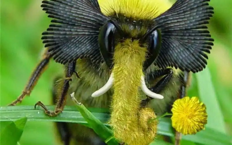 世界上最罕见的4种奇特动物,一辈子只出现一秒,见过算我输!