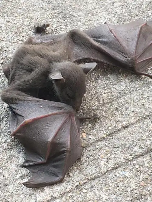 蝙蝠长什么样?近距离看坠入深圳的夜行者,自然界朋友还是敌人?