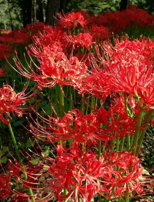 唯一开在冥界的话彼岸花真实的好像漫画一样