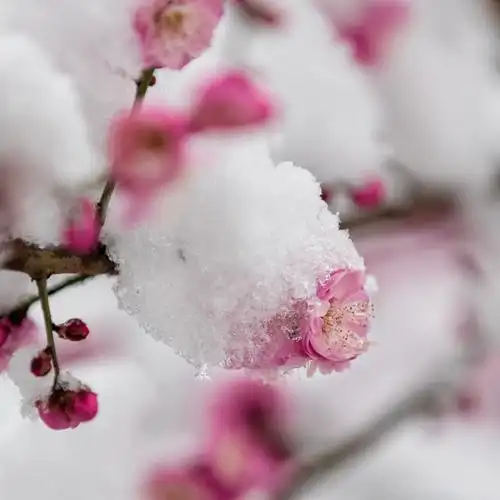 雪中梅花