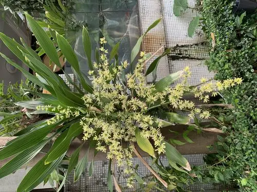 这棵龙血树的花好漂亮