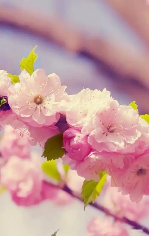 唯美朗诵雷学刚相遇在春天