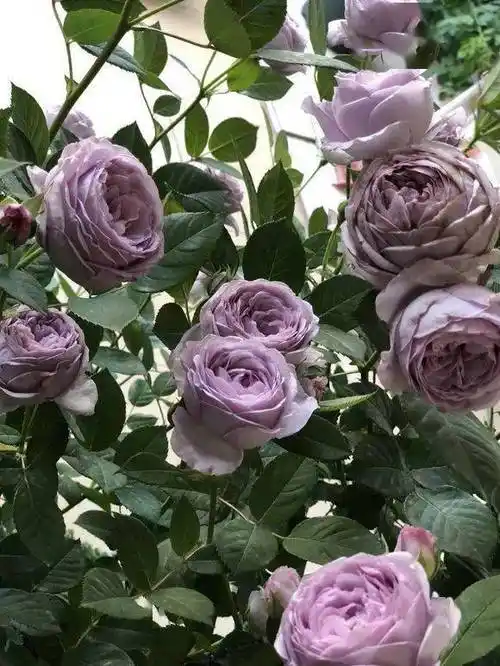 惊艳把蓝色风暴月季养到一米三高厉害