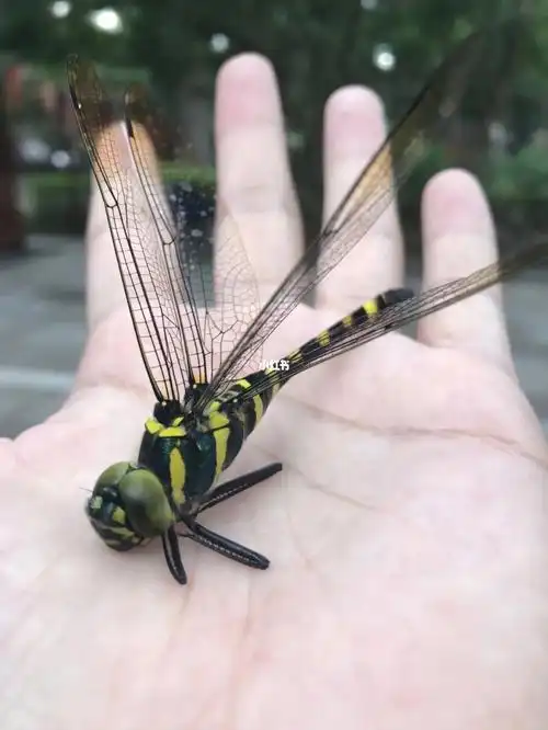好久没有见过这么大的大蜻蜓了