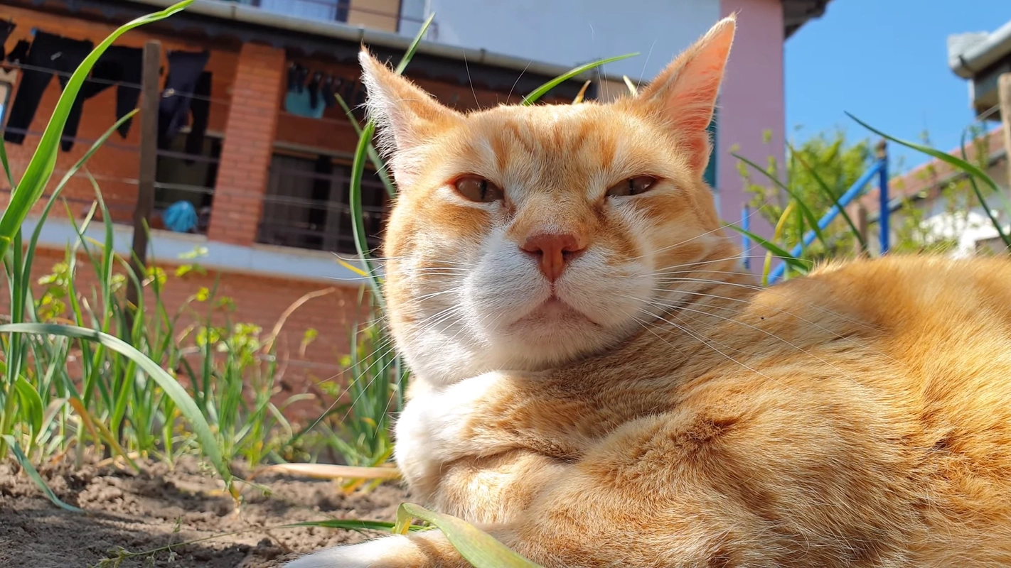 可爱的橘猫走哪睡哪,主人差点没找到它