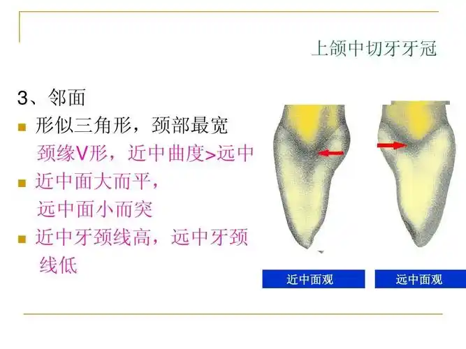 所有分类 自然科学 生物学 恒牙的解剖形态特 前牙ppt 上颌中切牙牙冠