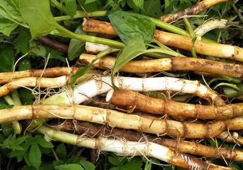 三白草常被用来入药,对于人体能够起到什么样的功效?