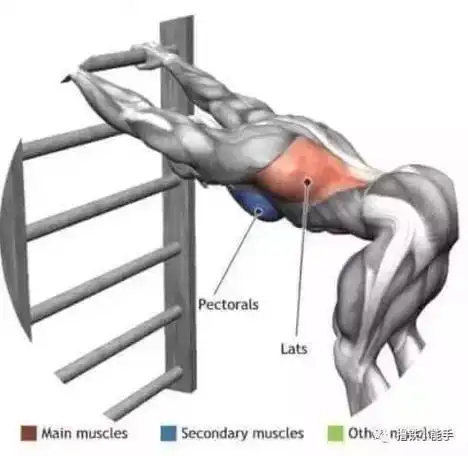 训练背阔肌之前,做什么样的拉伸,可以让你背阔肌收缩的更好.