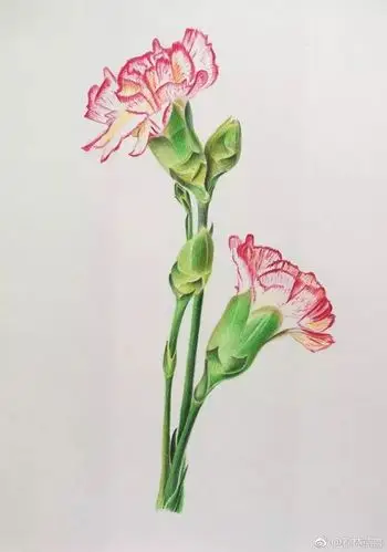 彩铅画入门教程 | 彩铅花卉欣赏及步骤教程