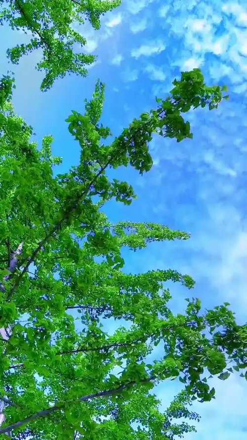 满目的绿色是那么的养眼你一定也很喜欢吧治愈系风景用音乐治愈心